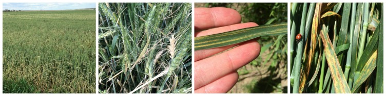 Hail damage (1st and 2nd picture), stripe rust and Black chaff on whaeat in SW Nebraska