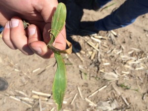 Seedling disease in corn