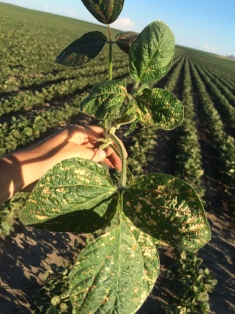 PPO herbicide injury in soybean